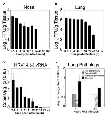 Immunization with Live Human Rhinovirus (HRV) 16 Induces Protection in Cotton Rats against HRV14 Infection